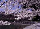 さくら・お花見の宿|京都(洛西)~嵯峨野・嵐山・高雄~