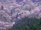 さくら・お花見の宿|奈良 吉野山