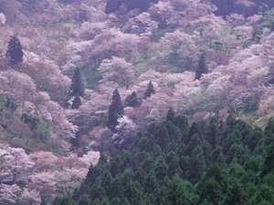 湯元 宝の家 ホテル詳細