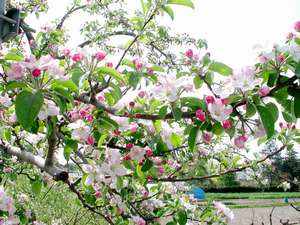 �A�����[�n�E�X�y���F�t�̂�񂲂̉�