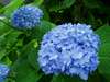 �y���������z�U���~�J�̋G�߂������₩�Ɂc