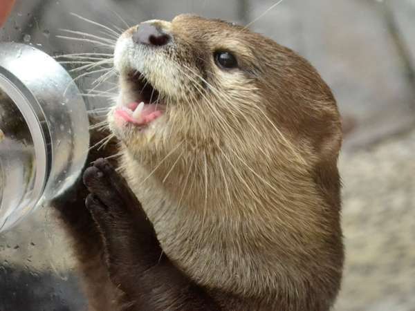 お子様歓迎 家族旅行応援ｂプラン 箱根園水族館付 ｋｋｒ箱根宮の下 国家公務員共済組合連合会宮の下保養所 宿泊予約は じゃらん