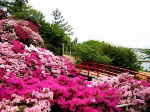 潮干狩 岬公園 桜つつじ 家族で楽しむ春プラン 夕日の宿 龍宮館 宿泊予約は じゃらん