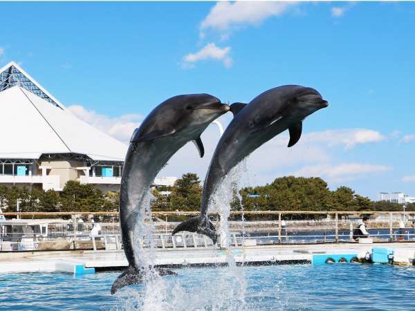 八景島水族館券 と 朝食 八景島 水族館券 大人3 000円相当付 朝食付 全室１９階以上 横浜テクノタワーホテル 宿泊予約は じゃらん