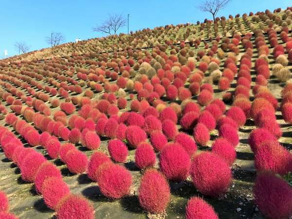 もうすぐ秋 販売数限定あり 東京ドイツ村優待券付プラン 渓谷別庭 もちの木 宿泊予約は じゃらん