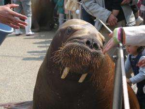 Try 九州 大分マリーンパレス水族館 うみたまご チケット2枚付 素泊り ダイワロイネットホテル大分 宿泊予約は じゃらん