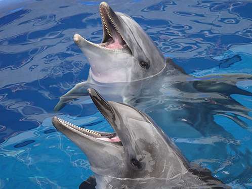 Try 九州 大分マリーンパレス水族館 うみたまご チケット2枚付 素泊り ダイワロイネットホテル大分 宿泊予約は じゃらん