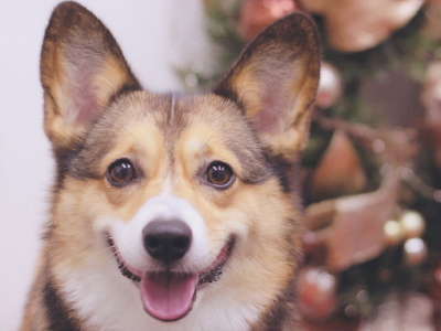 犬と泊る 飛騨牛絶品フィレステーキ１００ｇ 無料貸切温泉 焼魚鮎 岩魚刺身 現金特価160円 ゆ宿 おさんぽ日和 宿泊予約は じゃらん