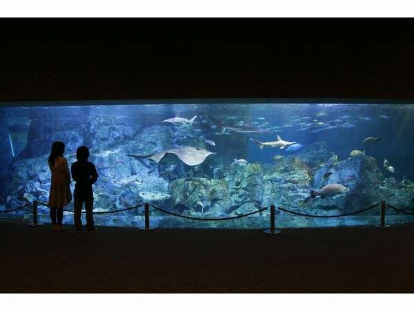 ゆかいな海の動物や魚たちに会いに行こう うみたまご 入館券付 天然温泉 朝食無料 天然温泉都の湯ホテルクラウンヒルズ大分 hホテルグループ 宿泊予約は じゃらん