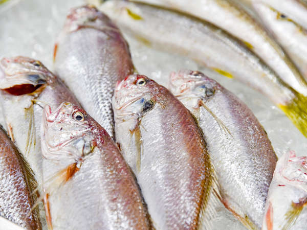 2食付 お刺身 焼魚の魚が選べる お魚好き大歓迎 名物 選魚会席 うみてらす名立ホテル光鱗 宿泊予約は じゃらん