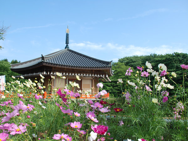 期間限定 朝食付 30 Off 秋のコスモス迷路が境内を彩る 安倍文殊院 The Kashihara Daiwa Royal Hotel 宿泊予約は じゃらん