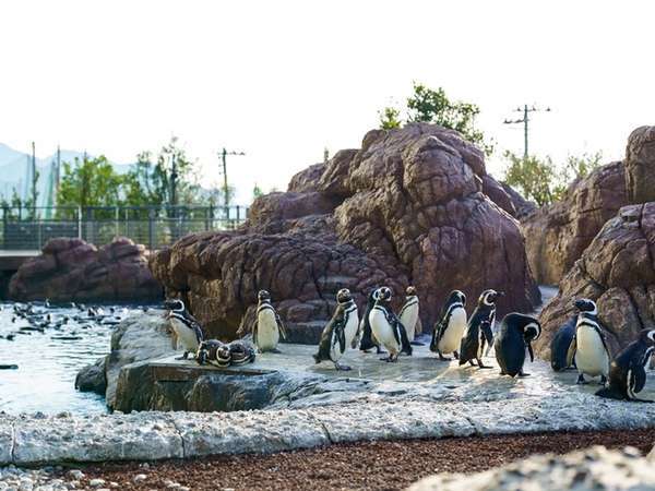 海と人との新しい物語のはじまり 上越市立水族館 うみがたり チケット付きプラン 休暇村 妙高 宿泊予約は じゃらん