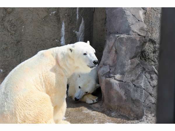 旭山動物園のグッズ付 素泊まりプラン スマイルホテル旭川 宿泊予約は じゃらん