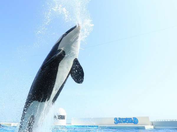 21年4月 お子様にも大好評 オーシャンビューレギュラープラン 鴨川シーワールドホテル 宿泊予約は じゃらん 21年4月 お子様にも大好評 オーシャンビューレギュラープラン 鴨川シーワールドホテル 宿泊予約は じゃらん