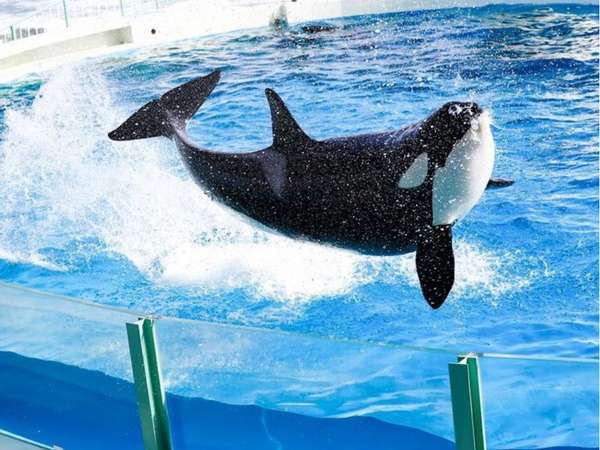 初登場 ベルーガと記念写真を撮ろう 体験付きプラン チェックアウト日に体験 鴨川シーワールドホテル 宿泊予約は じゃらん