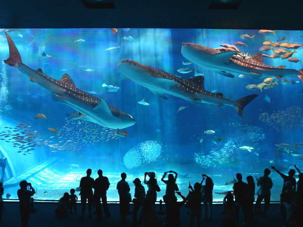 沖縄美ら海水族館チケット】ジンベイザメやマンタに会いに行こう♪選べる(洋食or和食)ブッフェ朝食付 カフー リゾート フチャク コンド・ホテル -  宿泊予約は[じゃらん]