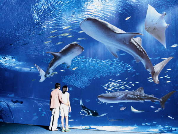 沖縄美ら海水族館チケット】ジンベイザメやマンタに会いに行こう