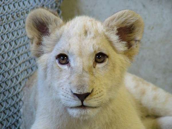 ファミリー グループ 動物と間近で触れ合う キッズ大喜び 入園券付 姫路セントラルパークプラン 赤穂温泉 絶景露天風呂の宿 銀波荘 宿泊 予約は じゃらん