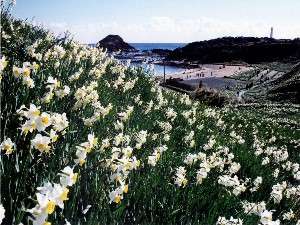 下田水仙まつりを見に行こう 下田伊東園ホテルはな岬 宿泊予約は じゃらん