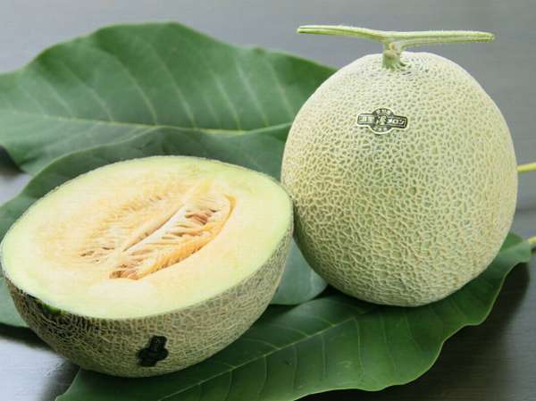 車で１０分のメロン狩り農園でメロン狩り 食べ放題 愛知渥美半島 魚と貝のうまい店 お食事 旅館 玉川 愛知渥美半島 魚と貝のうまい店 お食事 旅館 玉川 宿泊予約は じゃらん