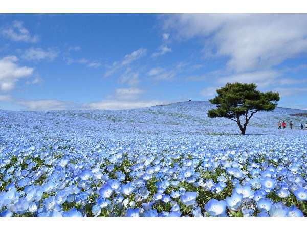 国営ひたち海浜公園満喫ステイプラン 朝食つき ホテルテラスザガーデン水戸 宿泊予約は じゃらん