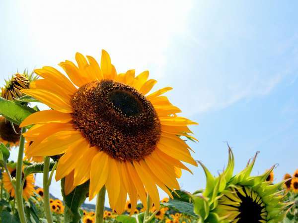 じゃらん夏sale グッドバーゲン 21 夏 駐車場無料 アミュプラザ博多500円クーポン付き 朝食付き ホテル日航福岡 宿泊予約は じゃらん