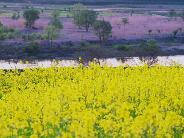 じゃらん初夏sale 2食付き 桜と菜の花と紫陽花とつつじ 散策日和 信州野沢温泉 野沢グランドホテル 絶景露天風呂の宿 宿泊予約は じゃらん