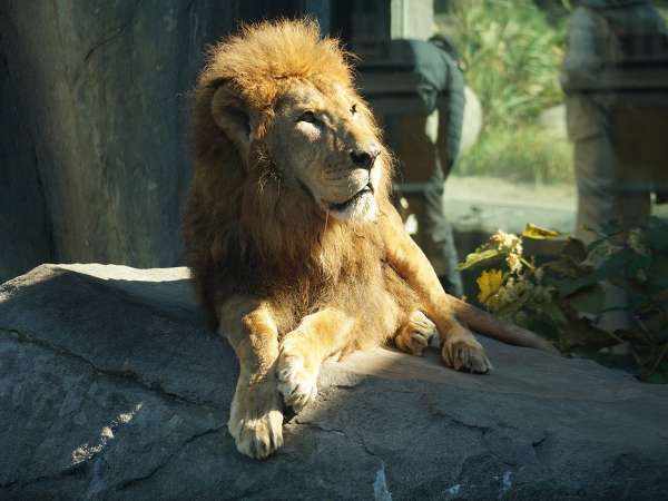 わくわく 円山動物園オリジナルグッズ付き 朝食付き ロイヤルフロア 札幌プリンスホテル 宿泊予約は じゃらん