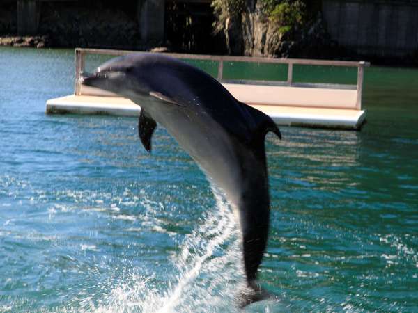 ファミリー カップルにおすすめ 添い寝無料 イルカと遊ぼう 下田海中水族館チケット付きプラン 全室海側 貸切露天風呂 サニーステップ 宿泊予約は じゃらん