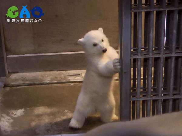 家族旅行応援 男鹿水族館gao なまはげ館 入場券付宿泊プラン 秋田温泉さとみ 宿泊予約は じゃらん