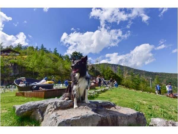 連泊プラン 一泊じゃ全然足りないっ ぜひ2泊して清里を遊び尽くしちゃって下さい 禁煙wifiルーム ペットと泊まる宿 清里ペンション マッキントッシュ 宿泊予約は じゃらん