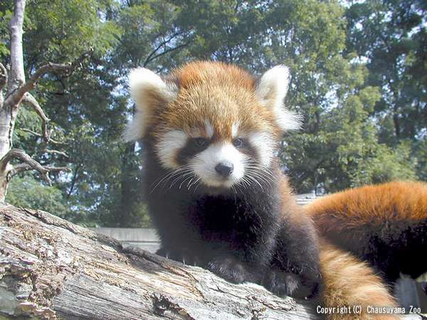 茶臼山動物園チケット付】夜は白濁スープの信州ハーブ鶏水炊きと天然温泉での～んびり♪ 信州中尾山温泉 松仙閣 - 宿泊予約は[じゃらん]