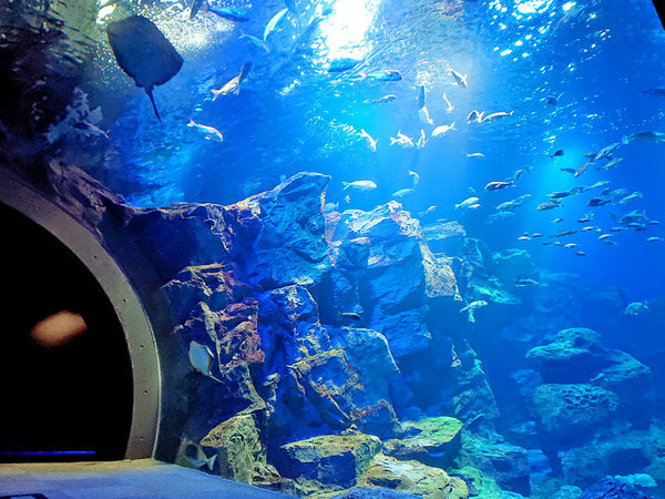 ☆入場チケット付☆男鹿水族館GAO「シロクマ」「ペンギン」たちに逢いにいこう♪プラン 男鹿観光ホテル - 宿泊予約は[じゃらん]