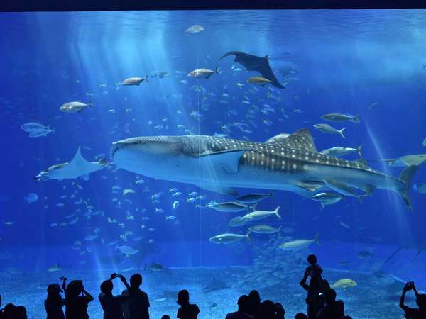 美ら海水族館チケット付】「1度は行きたい水族館」ジンベイザメに会い