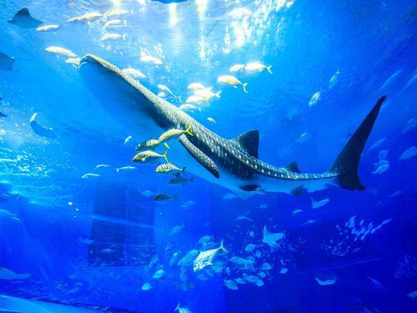 じゃらん限定】大人気♪美ら海水族館で遊ぼう☆彡ゆがふINステイ≪朝食