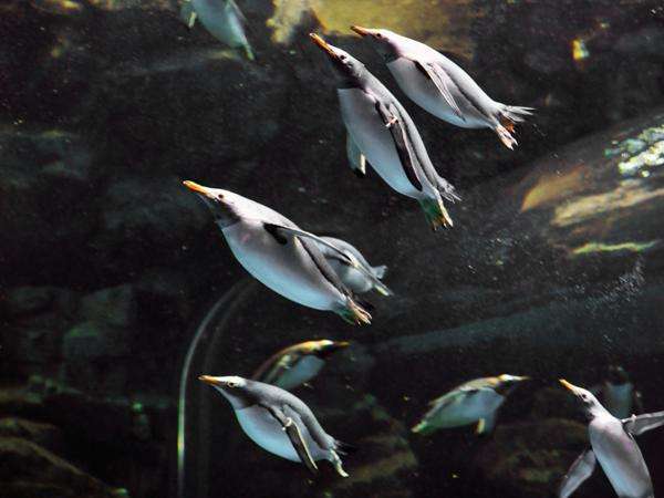 しものせき水族館「海響館」大人ペアチケット付プラン／ホテル朝食付