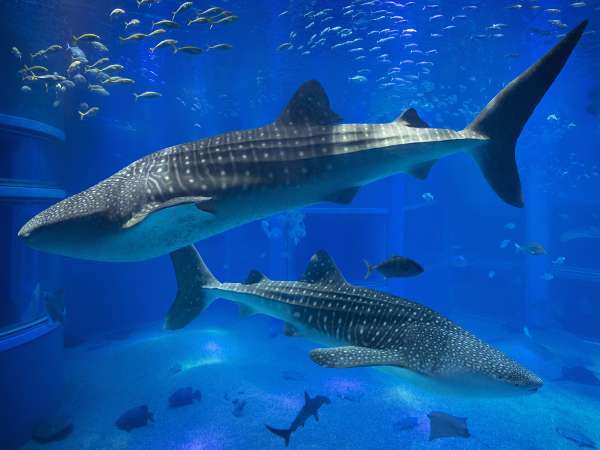 世界最大級の水族館「海遊館」】入館引換券付プラン ◎朝食付◎ 都シティ 大阪天王寺 （旧 天王寺都ホテル） - 宿泊予約は[じゃらん]