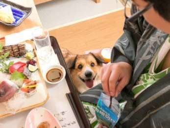 早割14 ペットok わんこと一緒にお泊り 離れ わんこ家竹亭 夕食はお部屋で 宝石箱会席 竹林の中の美人湯 離れ露天風呂 やさしさの宿 竹亭 宿泊予約は じゃらん