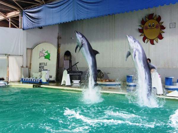 お得なクーポン発行中 見る 知る 触れ合う おたる水族館入館券付 １泊２食付プラン 旬の宿 ニセコグランドホテル 宿泊予約は じゃらん