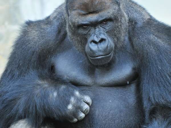 東山動植物園観覧券付き イケメンゴリラ シャバーニ に会いに行こう 朝食付 駐車場無料 ストリングスホテル 八事 Nagoya 宿泊予約は じゃらん