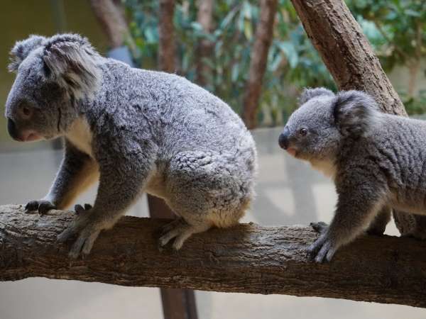 東山動植物園観覧券付き イケメンゴリラ シャバーニ に会いに行こう 駐車場無料 ストリングスホテル 八事 Nagoya 宿泊予約は じゃらん