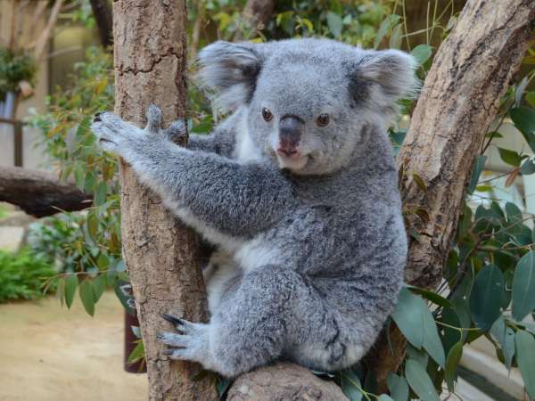 東山動植物園観覧券付き イケメンゴリラ シャバーニ に会いに行こう 朝食付 駐車場無料 ストリングスホテル 八事 Nagoya 宿泊予約は じゃらん