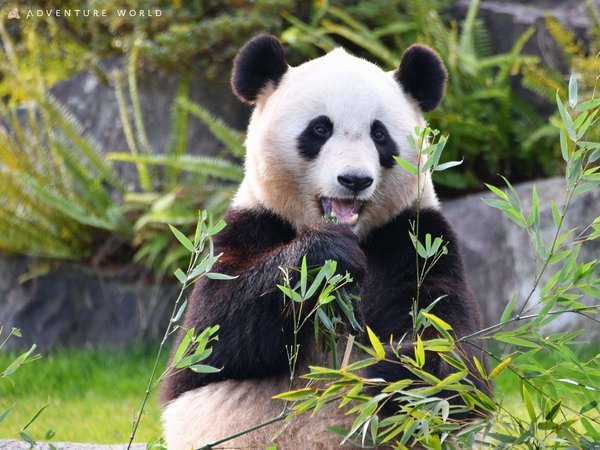 王様のビュッフェ】アドベンチャーワールド入園券付きプラン ホテル川