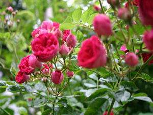 ビジネス 一人旅にも最適 １泊朝食付プラン ペンション ハンプティ ダンプティ 宿泊予約は じゃらん