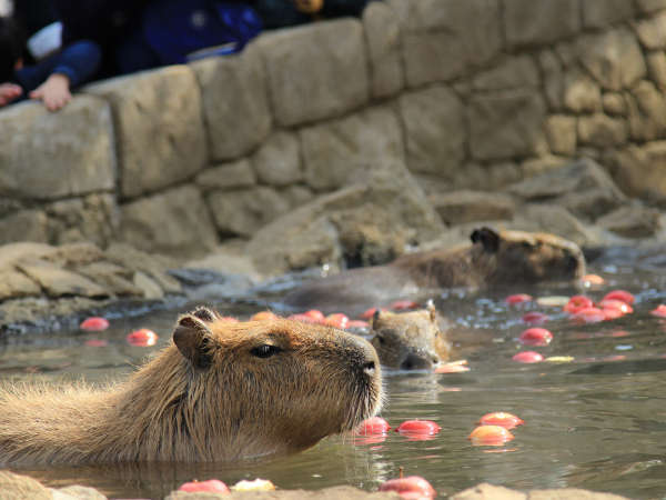 和朝食コース 伊豆シャボテン動物公園 大室山など伊豆高原の散策に 露天風呂無料貸切 金目鯛の美味しい 花の宿 四季の味 介山 宿泊予約は じゃらん