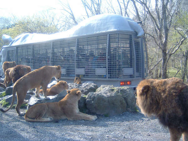 富士サファリパーク割引券付 動物の迫力とふれあいを楽しむ 夕食は手作り郷土料理 1泊2食付 癒しと潤いの杜 空雲土 ｃｏｏｔｏ 宿泊予約は じゃらん