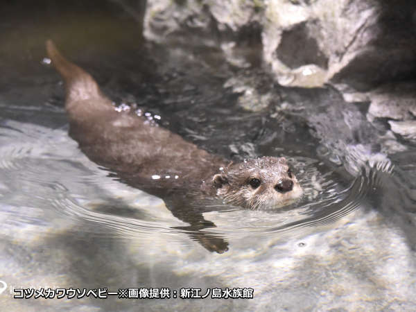 コツメカワウソやカピバラにも会える 新江ノ島水族館入場券 朝食付き 鎌倉プリンスホテル 宿泊予約は じゃらん