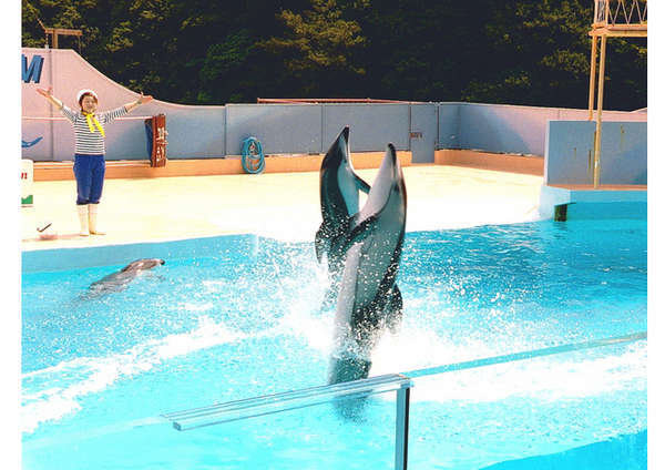 イルカやアシカのショープログラムが満載 下田海中水族館 チケット付きプラン 休暇村 南伊豆 宿泊予約は じゃらん