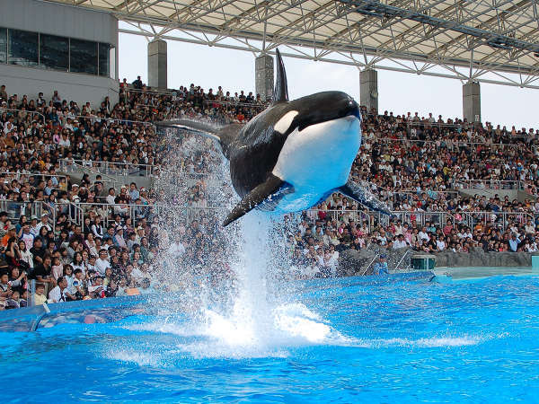 名古屋港水族館 入館券付プラン ａｎａクラウンプラザホテルグランコート名古屋 宿泊予約は じゃらん