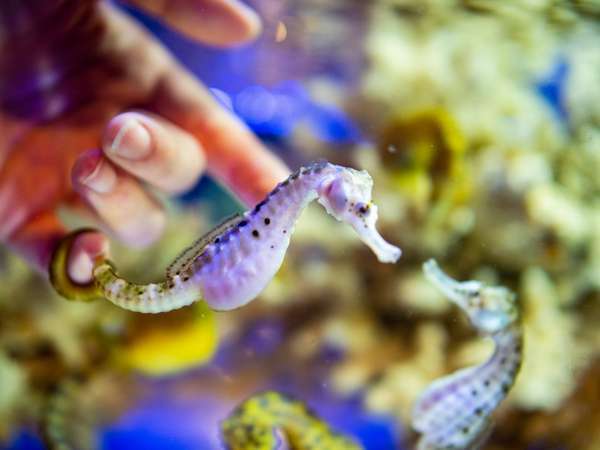 伊勢シーパラダイス 入場引換券付 距離感ゼロの衝撃をあなたに 伊勢えびあわび舟盛り 特選和牛付 味の宿 みち潮 宿泊予約は じゃらん